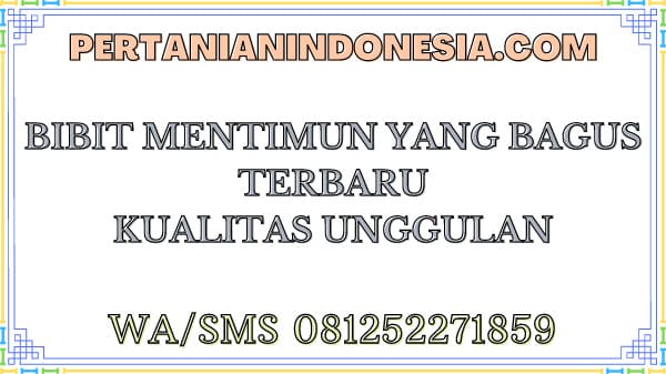 Bibit Mentimun Yang Bagus Terbaru Kualitas Unggulan 